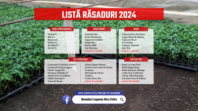 Rasad de rosii castraveti vinete ardei alte rasaduri legume 2024 foto