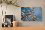 Tablou Canvas, "Flori de cireș sub cer senin", Cer, Flori, Ramuri, Primăvară, Nori, Albastru, Natură, Delicatețe, 39 x 26 cm, CMCLASS