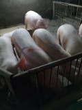 Vand porci rasa de carne