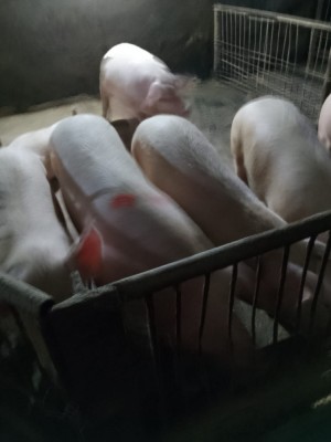 vand porci rasa de carne foto
