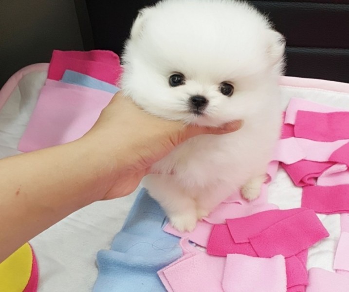 Pomeranian boo original | arhiva 