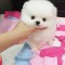 Pomeranian rasa pura