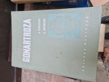 Gonartroza vintage