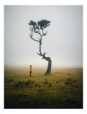 Tablou Canvas, "Solitudine &icirc;n ceața dimineții", Ceață, Singurătate, Pădure, Copac, Om, Măreție, Peisaj, Mister, Liniște, Contemplare, 26 x 39 cm, CMCL