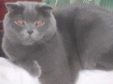 Motan scottish fold