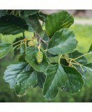 Arinul negru 50-80 cm (Alnus glutinosa), radacina libera, Oem