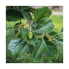 Arinul negru 50-80 cm (Alnus glutinosa), radacina libera