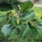 Arinul negru 50-80 cm (Alnus glutinosa), radacina libera