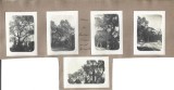 A4129N Oliviers du Boulevard St Saens, Alger, Algeria, ca 1918-1924, 5 photos
