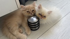 Pisica persana 8 saptamani