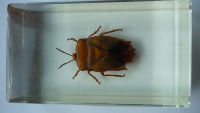 INSECTE REALE IN RASINA (N29) DEAGOSTINI foto