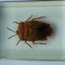 INSECTE REALE IN RASINA (N29) DEAGOSTINI