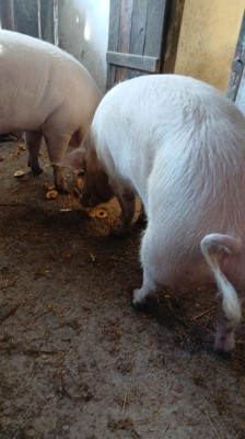 Vand porci rasa Pietrain foto