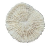DECORATIUNE CORAL - CIUPERCĂ NATURAL