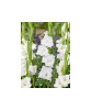 Bulb, Gladiole, Argenta, Calibru 8/10, Oem
