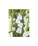 Bulb, Gladiole, Argenta, Calibru 8/10, Oem