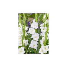 Bulb, Gladiole, Argenta, Calibru 8/10