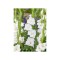 Bulb, Gladiole, Argenta, Calibru 8/10