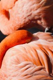 Tablou Canvas, "Grația odihnitoare a flamingo-ului roz", Flamingo, Pene, Portocaliu, Grație, Odihnă, Textură, Strălucire, Delicatețe, 26 x 39 cm, CMCL
