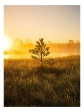 Tablou Canvas, "Răsărit bl&acirc;nd peste c&acirc;mpia singuratică", Imagine, Răsărit, C&acirc;mpie, Solitar, Brad, Lumină, Aurie, Seninătate, Reflecție, Natura, Frumus
