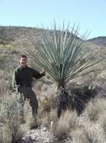 YUCCA TORREYI - 5 seminte pt semanat