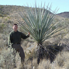 YUCCA TORREYI - 5 seminte pt semanat