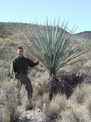 YUCCA TORREYI - 5 seminte pt semanat foto
