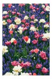 Tablou Canvas, "Grădina cu flori multicolore &icirc;nflorite", Flori, Culori, Primăvară, Viorele, Lalele, Grădină, Natură, Frumusețe, &Icirc;nc&acirc;ntare, Prospețime,