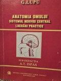 G. Lupu - Anatomia omului. Sistemul nervos central. Lucrari practice