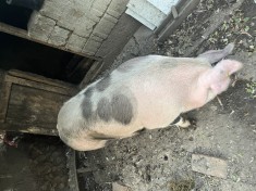 Porc de sacrificat foto