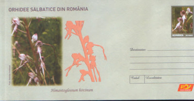 Intreg pos plic nec 2007- Orhidee salbatice - Himantoglossum hircinum foto