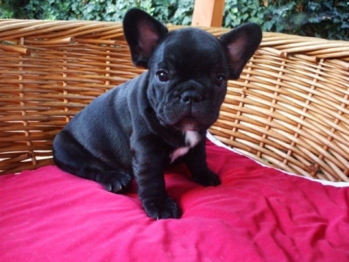 Catelusi bulldog francez Catelusi bulldog francez