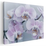 Tablou floare orhidee, detaliu, alb, roz 1577 Tablou canvas pe panza CU RAMA 40x60 cm