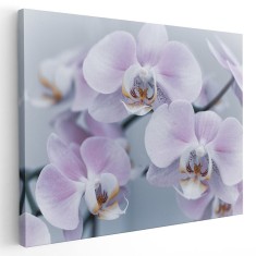 Tablou floare orhidee, detaliu, alb, roz 1577 Tablou canvas pe panza CU RAMA 20x30 cm