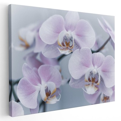 Tablou floare orhidee, detaliu, alb, roz 1577 Tablou canvas pe panza CU RAMA 60x80 cm foto