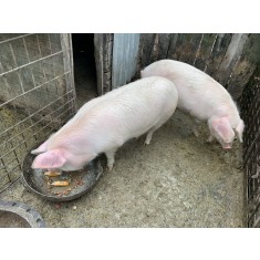 Cauti Vand Porc Scroafa 160 170 Kg Jud Olt Vezi Oferta Pe Okazii Ro