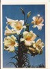 FA72-Carte Postala- RUSIA - Pravda, Lily, necirculata 1965, Fotografie