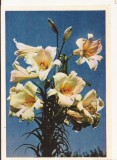 FA72-Carte Postala- RUSIA - Pravda, Lily, necirculata 1965