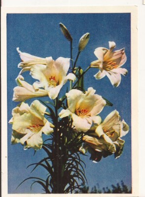 FA72-Carte Postala- RUSIA - Pravda, Lily, necirculata 1965 foto