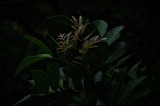Tablou Canvas, "Frunzele tainice din umbra pădurii", Frunziș, &Icirc;ntuneric, Mister, Delicatețe, Natură, Contrast, Frumusețe, Verde, Subtilitate, Umbră, 3