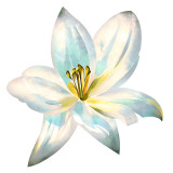 Cumpara ieftin Sticker decorativ Floare Crin, Alb, 61 cm, 7869ST, Oem