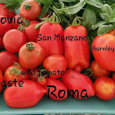 Tomate , rosii speciale pentru pasta de tomate MARZANO - 10 seminte foto