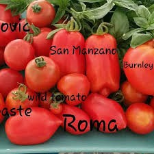 Tomate , rosii speciale pentru pasta de tomate MARZANO - 10 seminte