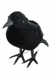 2 Păsări Negre Corbi Negri Sperietori Păsări