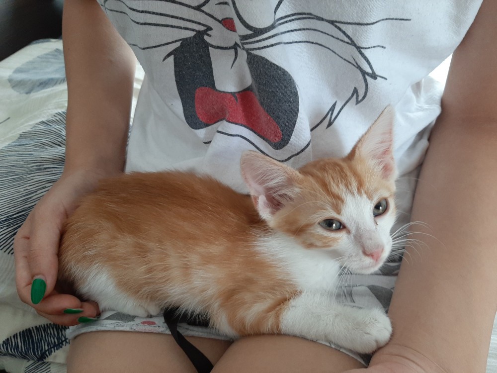 GRATUIT Adoptie pui pisica  arhiva Okazii.ro