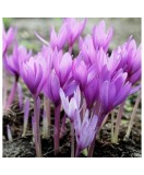 Braduse Gigant de toamna Colchicum, Giant, Roz, 24/+, 1 Bulb