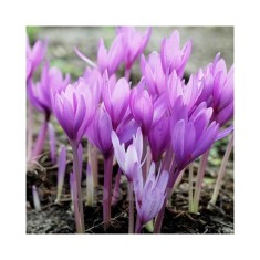 Braduse Gigant de toamna Colchicum, Giant, Roz, 24/+, 1 Bulb