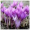 Braduse Gigant de toamna Colchicum, Giant, Roz, 24/+, 1 Bulb