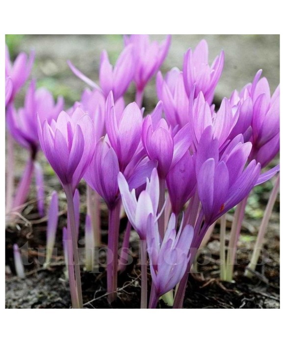 Braduse Gigant de toamna Colchicum, Giant, Roz, 24/+, 1 Bulb