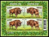 BELARUS 2024 FAUNA MAMIFERE BIZONI